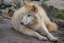 Hudson Bay Wolf-1.jpg