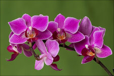 Orchidee-1200.jpg