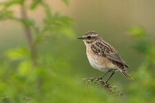 comp_DSC_3426_Braunkehlchen.jpg