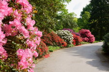 Rhododendron.JPG