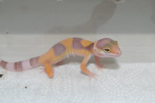 Gecko_Test_1 (1 von 1)-3.jpg