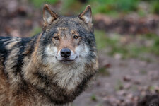 Wolf 1.4-2.jpg