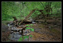 Taunus_DSC01826_DxO_jiw.jpg