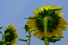 Sonnenblume-07048.jpg