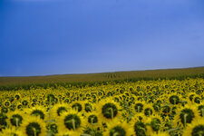 Sonnenblume-07072-2.jpg