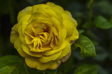 Rose-07572.jpg