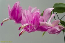 Schlumbergera hybriden Teils offenene Blüte ab!.jpg