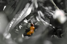 Miniatur1.jpg
