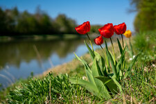 Tulpen DSC07101-3.JPG