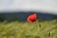 Mohn_DSC_2650.jpg