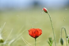 Mohn_DSC_2652.jpg