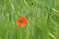 Mohn_DSC_2540_1.jpg