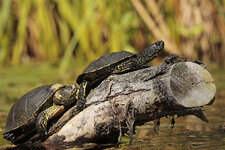 Sumpfschildkröten.jpg