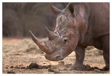 Rhino Waterberg.jpg
