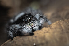 Phidippus regalis 1.jpg