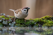 spatz.jpg