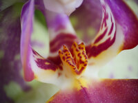 Orchidee für Forum.jpg