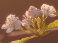 Buschblüten-Crop.jpg