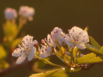 Blütenbusch-crop.jpg