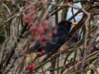 Amsel-1.jpg