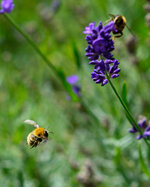 Bienen 3 (3 von 5).jpg