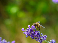 Bienen 3 (4 von 5).jpg