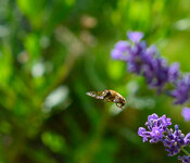 Bienen 3 (5 von 5).jpg