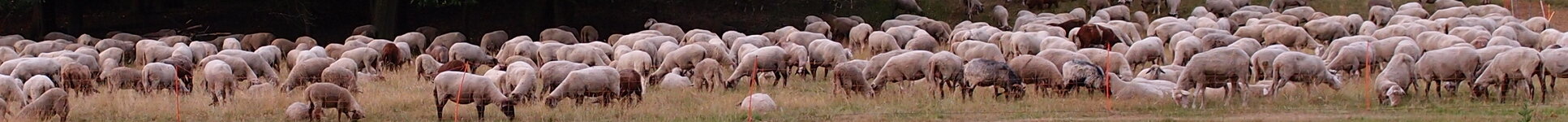 sheeps forum.jpg
