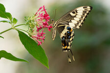 Papiliorama Schmetterlinge.jpeg