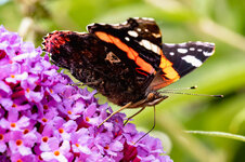 Schmetterling-1.jpg