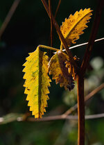 herbstblatt 1.jpg