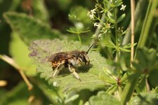 Anthidium manicatum_1200x800.jpg