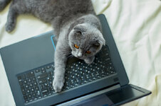 Katze-Laptop-1200pix.jpeg