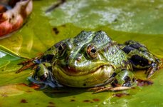 DSC00881 Frosch-König Botanischer Garten 2023 DSLR.jpg