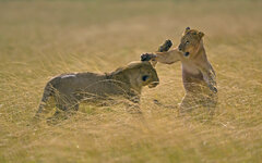 image__Matthias_Delle_loewe_lion_kampf_raubkatze_spiel_panthera-leo_grosskatze_grosskatzen_rud...jpg