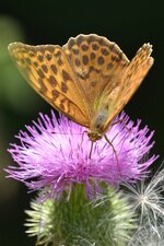 Schmetterling DSC_6635 b.jpg