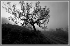 comp_IMG_3296-bw.jpg