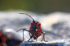 Insekt-50f4.jpg