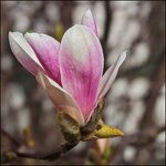 Blüte_Magnolie_IMG_5683_DxO_jiw.jpg