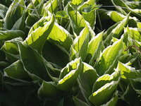 Hosta 1.jpg