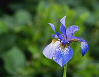 iris 1.jpg