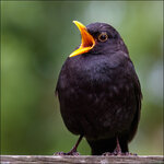 Amsel-5DS-0463.jpg