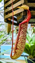 PXL_20240511_Bot. Garten Nepenthes Maxima_trusmadiensis Kannenpflanze 2024 1500.jpg