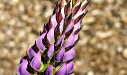 PXL_20240514_ Lupine 2024 1920.jpg