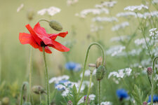 2020-06-15 20-34-43 Mohn.jpg