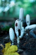 So35 APS-C #10.jpg