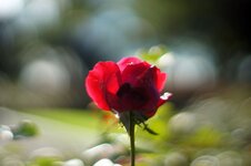 Rose-MinoltaMD50f1.2.jpg