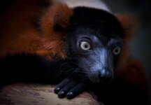 Lemur-Vari-nachdenklich.JPG