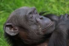 DSLR_Forum_IMG_4984Zoo_Hannover_.jpg
