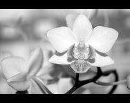 Orchidee in SW_Internet.jpg